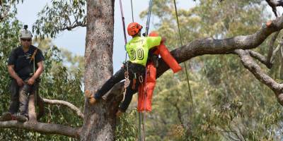 Tree-stump-removal-cabramatta